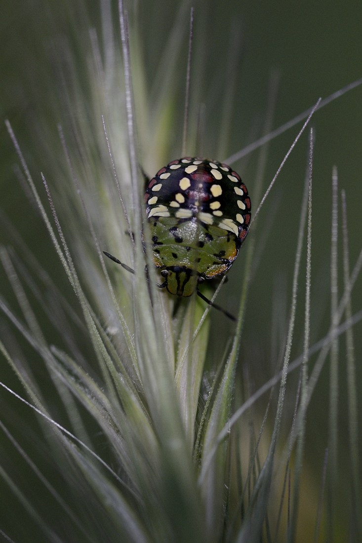 forse Chrysomelidae